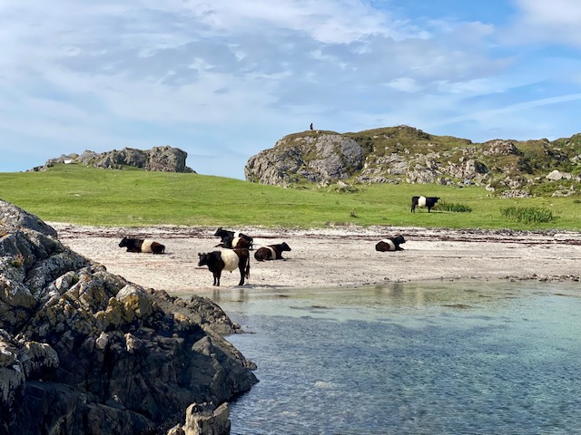 Cows on Arisaig beach at Rhu