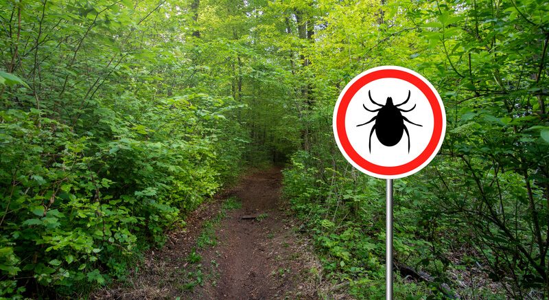 Ticks in Scotland - what you need to know about ticks in scotland