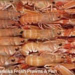 Caralisa fresh prawns and fish