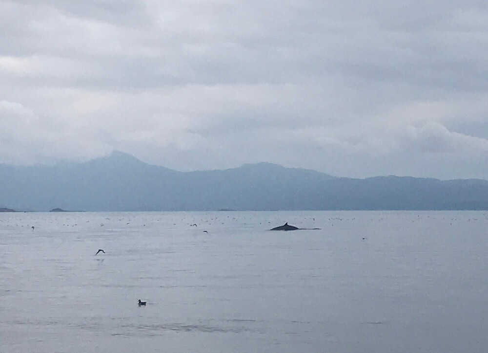  whales appearing out of still sea on a cloudy day