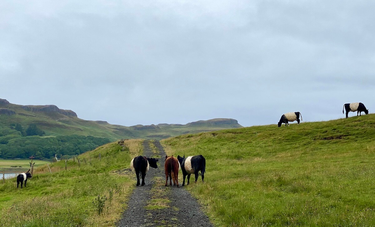 Galloway Beltie (striped) cows walking on a worn track