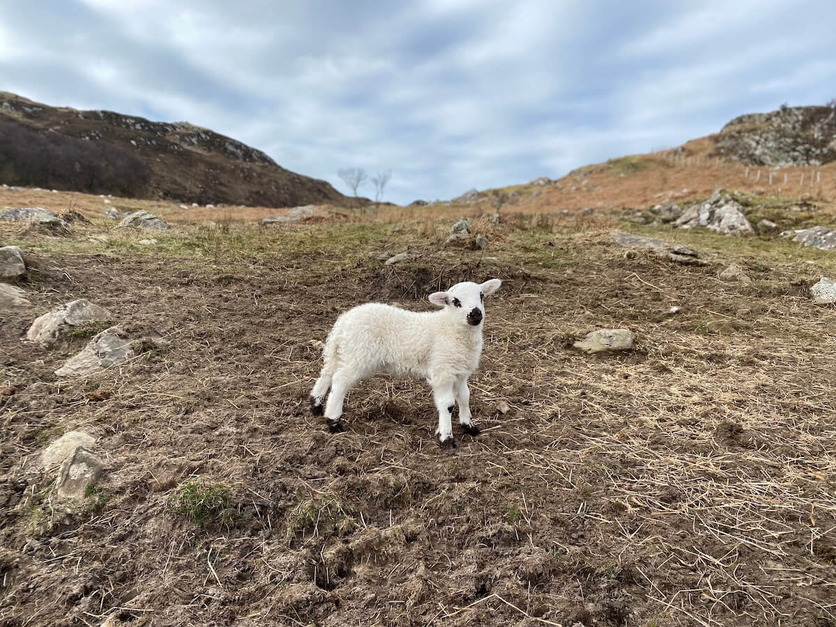 lambs in spring at morar