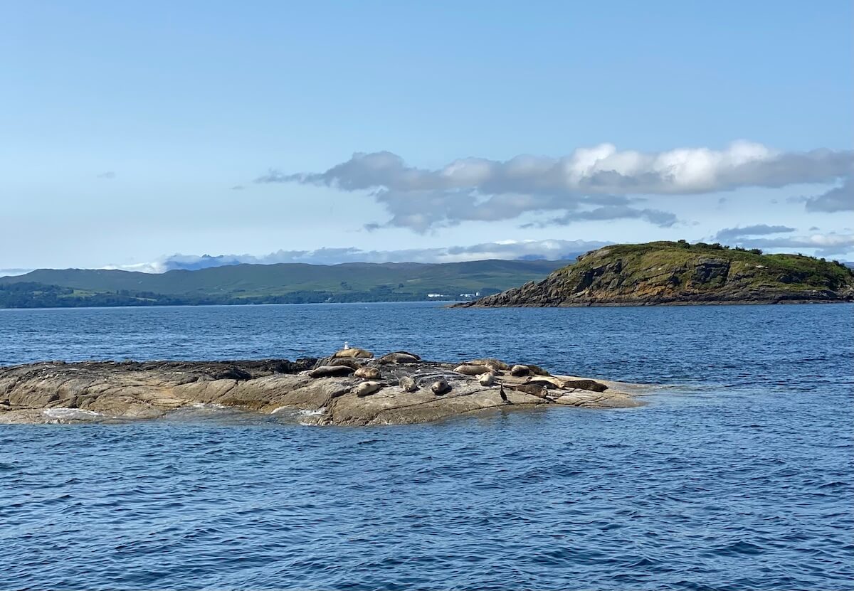 seals basking on a rock, green island in background