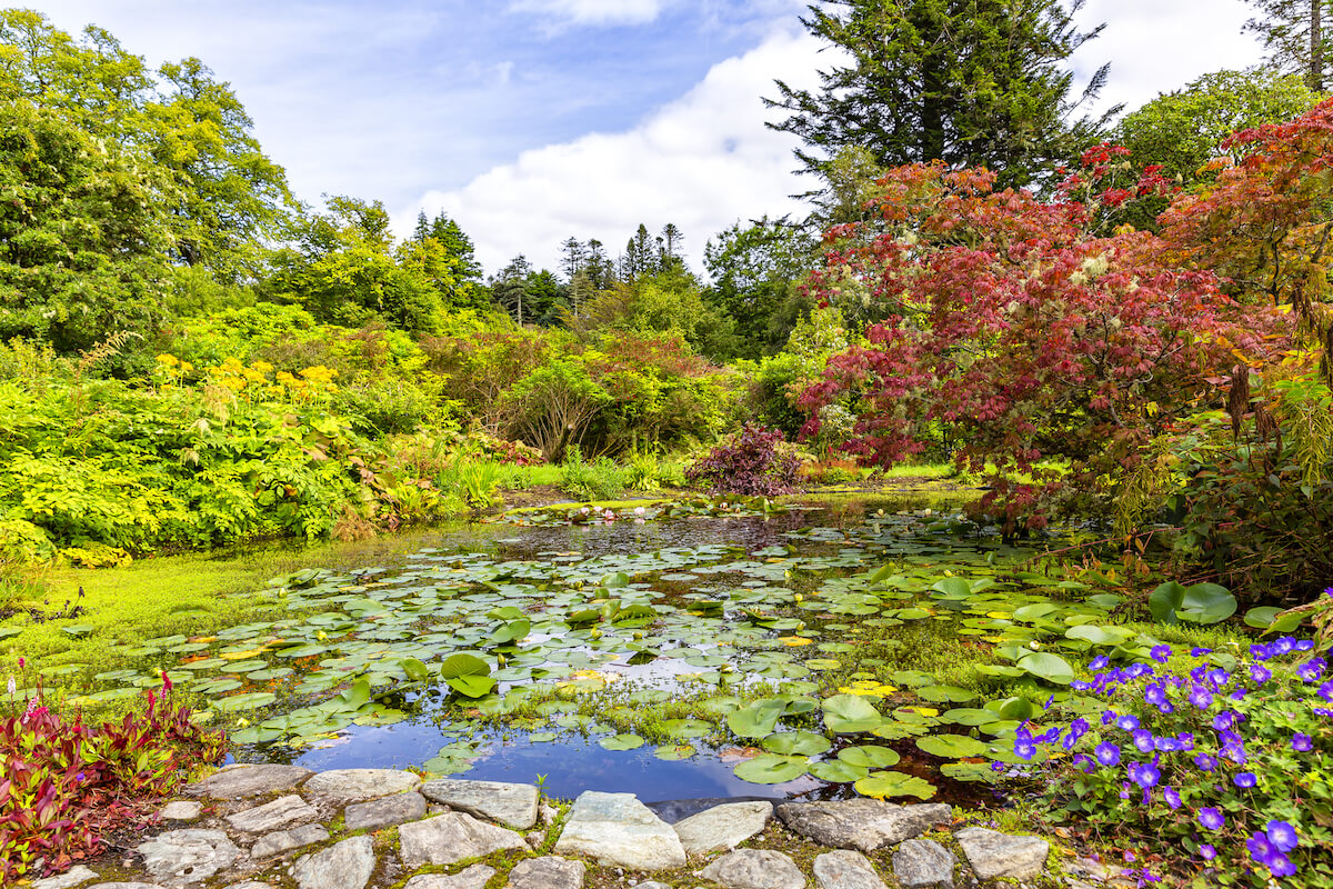 Armadale Castle Gardens on the Isle of Skye, presenting a tranquil pond covered in water lilies, encircled by a lush assortment of flora including vibrant purple flowers in the foreground and a variety of green and red shrubbery. The garden exudes a peaceful aura beneath a partly cloudy sky,