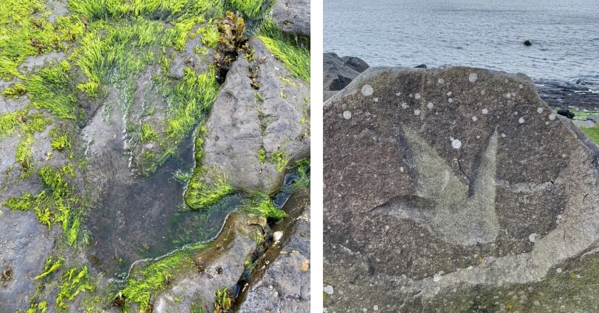 A split image showing two different dinosaur footprints. On the left, a rock surface is covered with vivid green seaweed and a subtle, weathered dinosaur footprint. On the right, a clearer dinosaur footprint etched in a grey rock overlooks a pebbly beach and calm sea