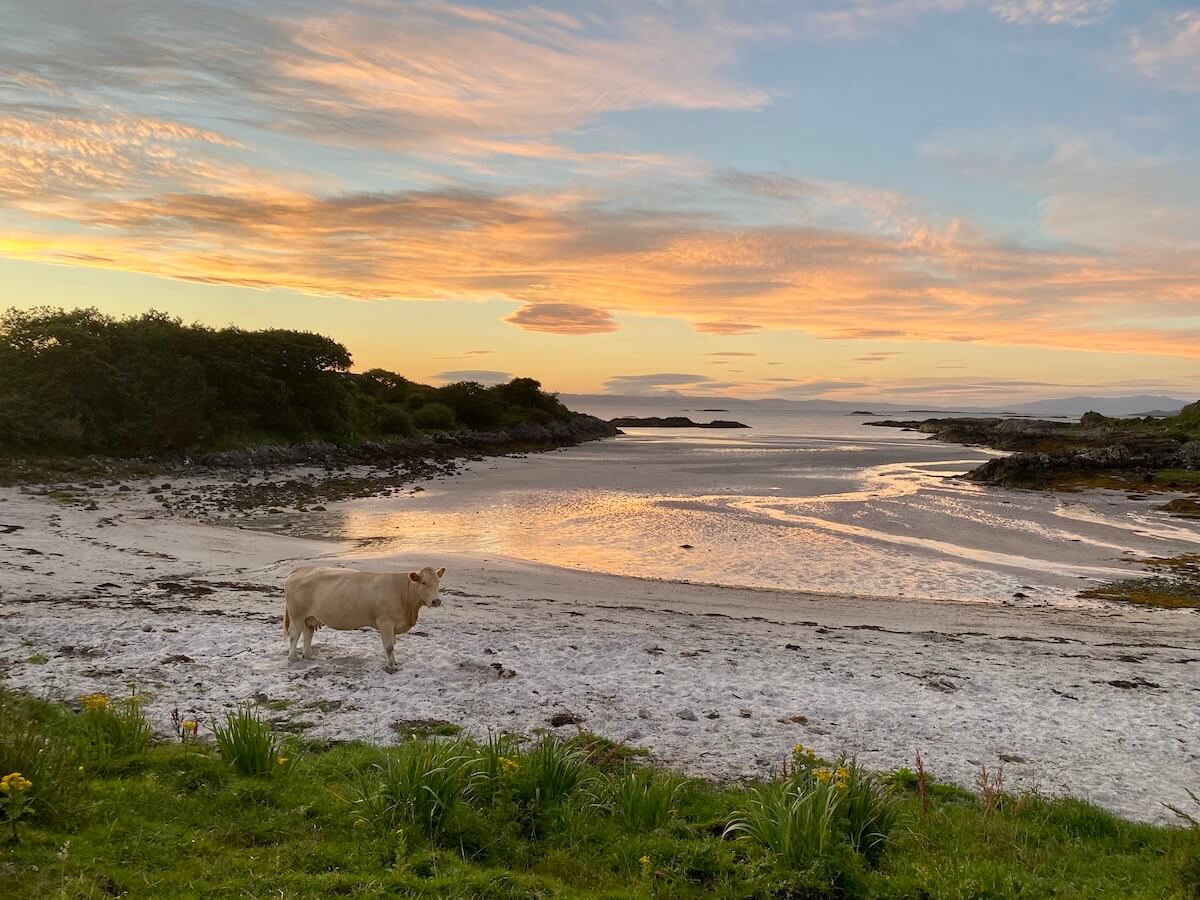 Creamy brown coloured cow standing on a white beach looking at the camera with rocky promontory, low tide and sunset in the background