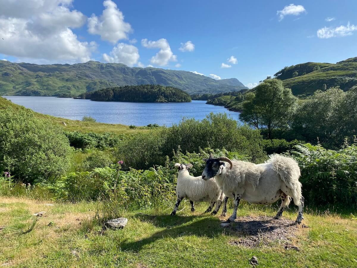 Adult black-faced sheep with lamb in greenery with Loch Morar in the background