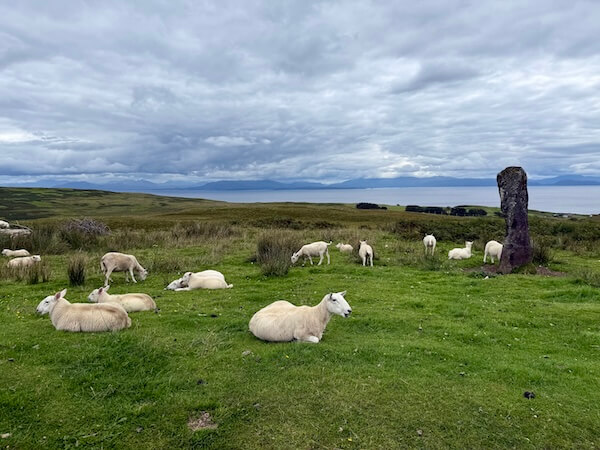 Group of white sheep resting and grazing on green grass near a standing stone, with a wide view of the sea and distant hills under a brooding sky.