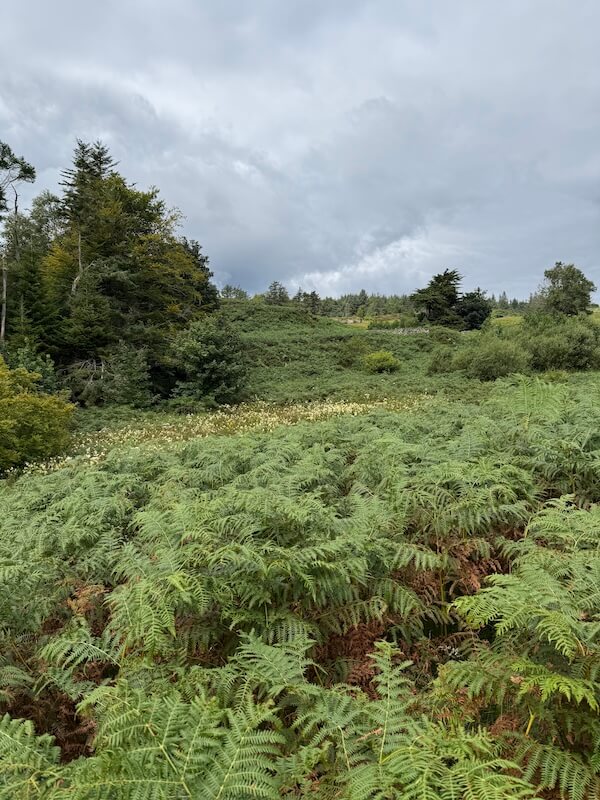 Gently rolling hillside thick with green bracken and ferns and patches of wildflowers, bordered by a mix of coniferous and deciduous trees under a cloudy sky.
