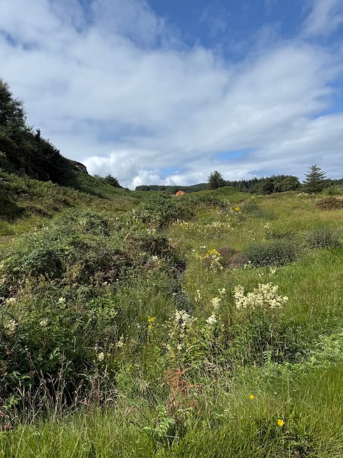 Green hillside covered in wild grasses and shrubs, with a small house visible in the distance beneath a partly cloudy sky. The landscape feels open and gently sloping.