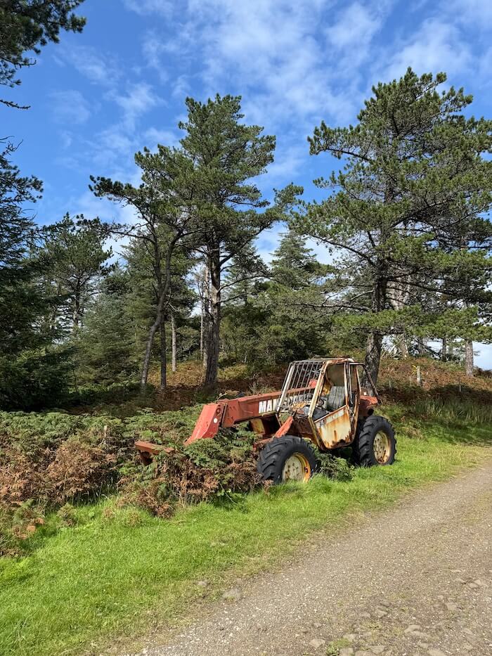 Rusted old tractor sits beside a dirt path, partly hidden by ferns and surrounded by tall pine trees. The scene has a quiet, slightly abandoned feel.