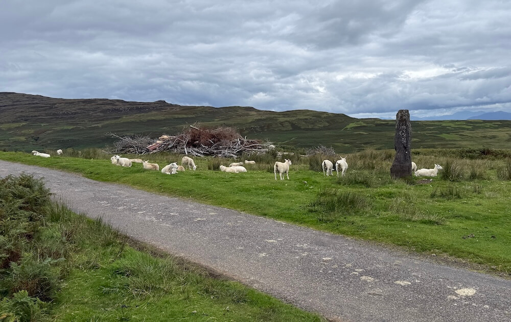 Group of white sheep resting and grazing on green grass near a standing stone and a one-track road, with a wide view of the sea and distant hills under a brooding sky.