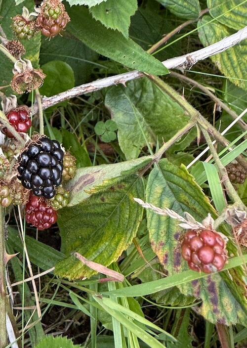 Close view of ripening blackberries on a bramble, with clusters of red and dark purple fruit among green leaves and grass. The mix of colours shows different stages of growth on the same plant.