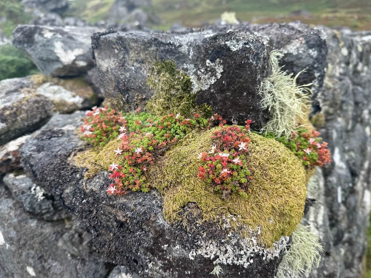 Close up of moss and small pink and white flowers growing on a weathered stone wall, with patches of lichen visible. The delicate plants contrast with the rough, aged surface.