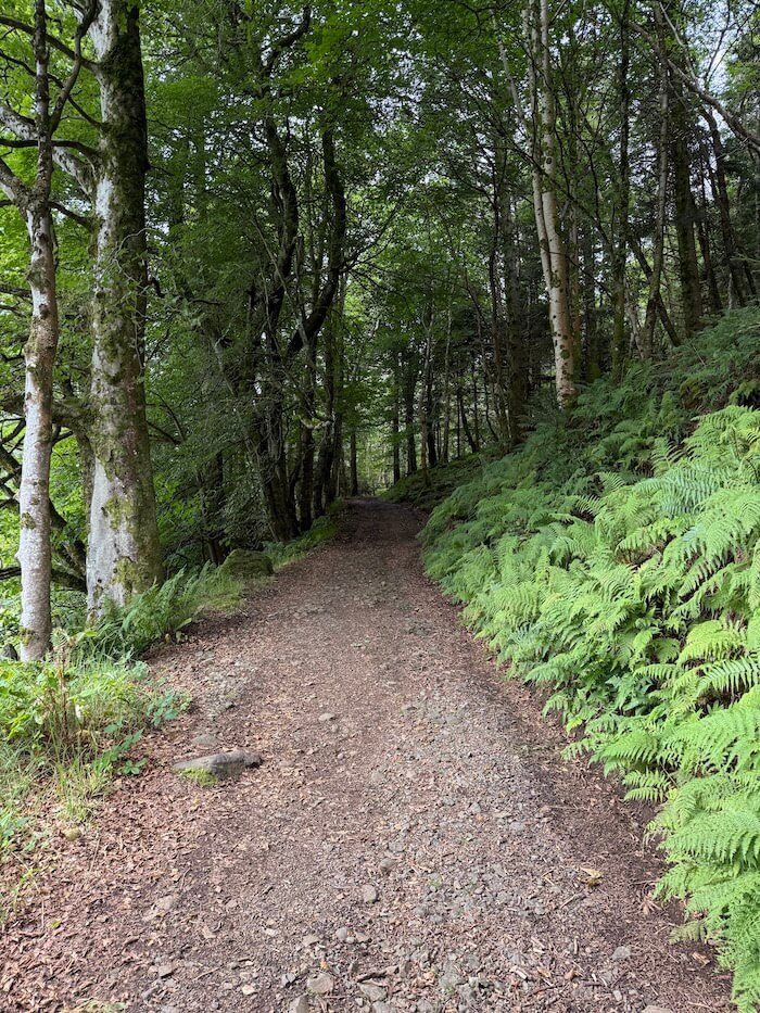 Forest path curves gently through tall trees and dense ferns, with a gravel surface underfoot. The shaded woodland feels quiet and enclosed.