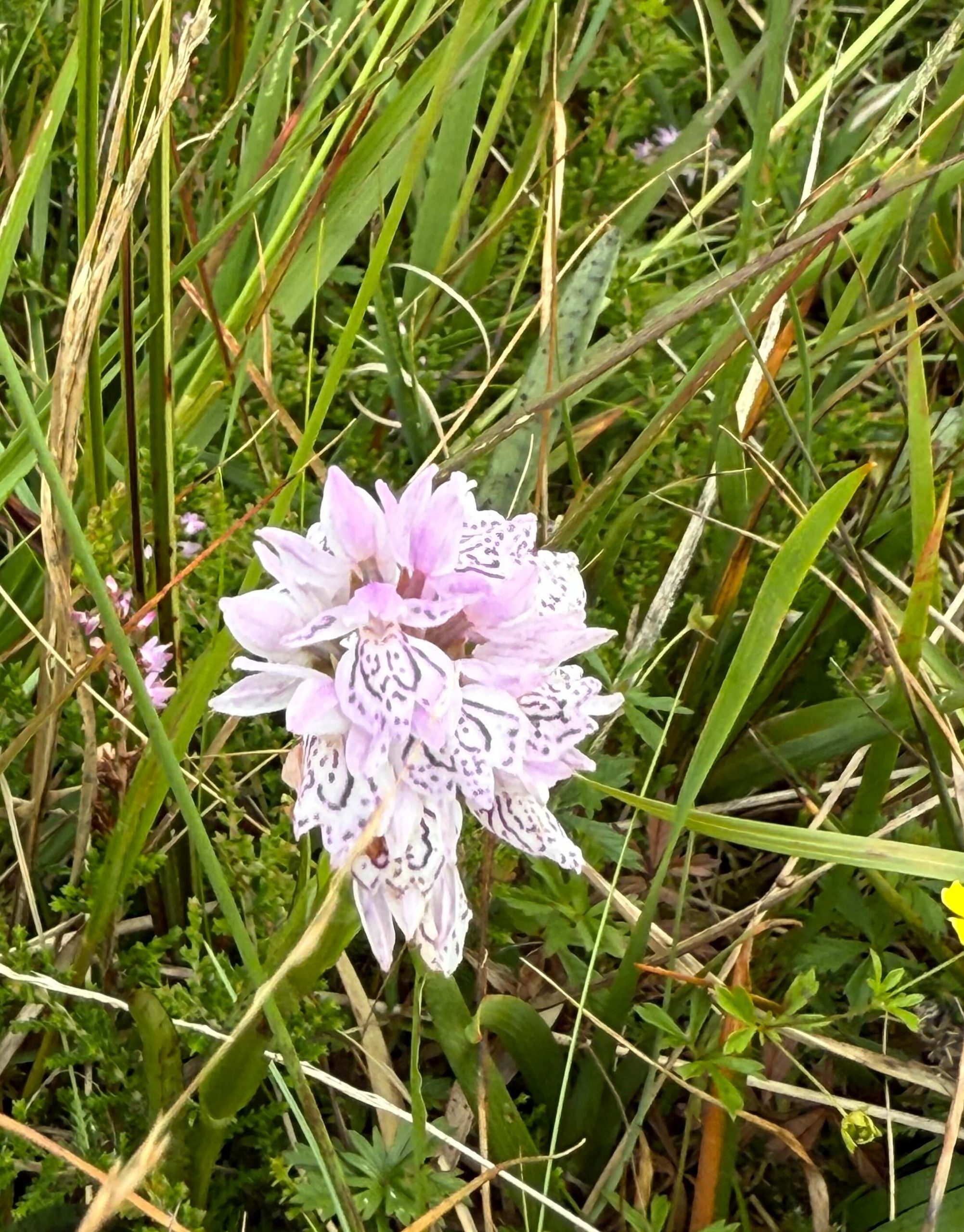 Pale pink wildflower with darker speckled markings blooms among long grass and small plants. The delicate petals stand out against the dense green background.