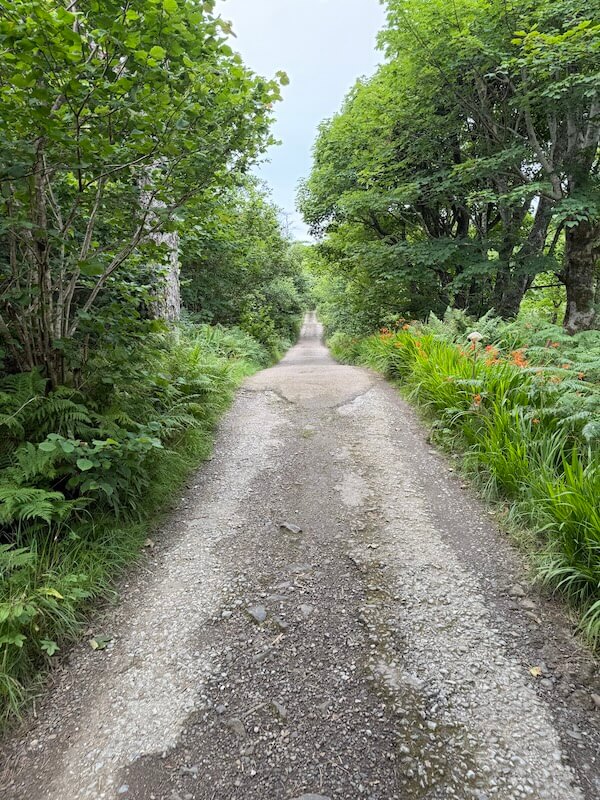Straight gravel track stretches ahead between dense green trees and ferns, forming a shaded corridor. The path appears quiet and enclosed by foliage.