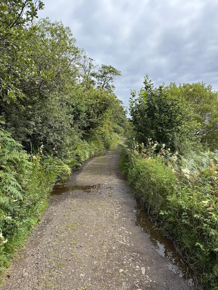 Narrow gravel path winds through dense green foliage, with overhanging trees and ferns lining both sides and small puddles scattered along the track. The enclosed path leads forward beneath a cloudy sky, suggesting a quiet woodland walk.