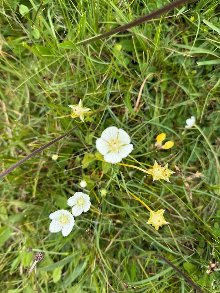 Small white and yellow wildflowers are scattered among thin blades of grass, viewed from above. The tiny blooms contrast softly with the surrounding greenery.