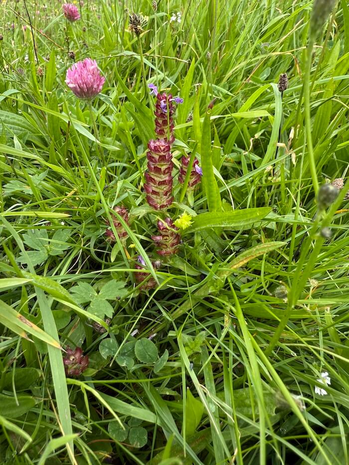 Unusual purple and green flower spike rises from the grass, surrounded by clover and other low plants. Its layered structure and colour make it stand out in the meadow.